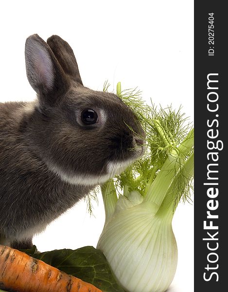 Portrait of a rabbit and his favorite vegetables in studio on white background