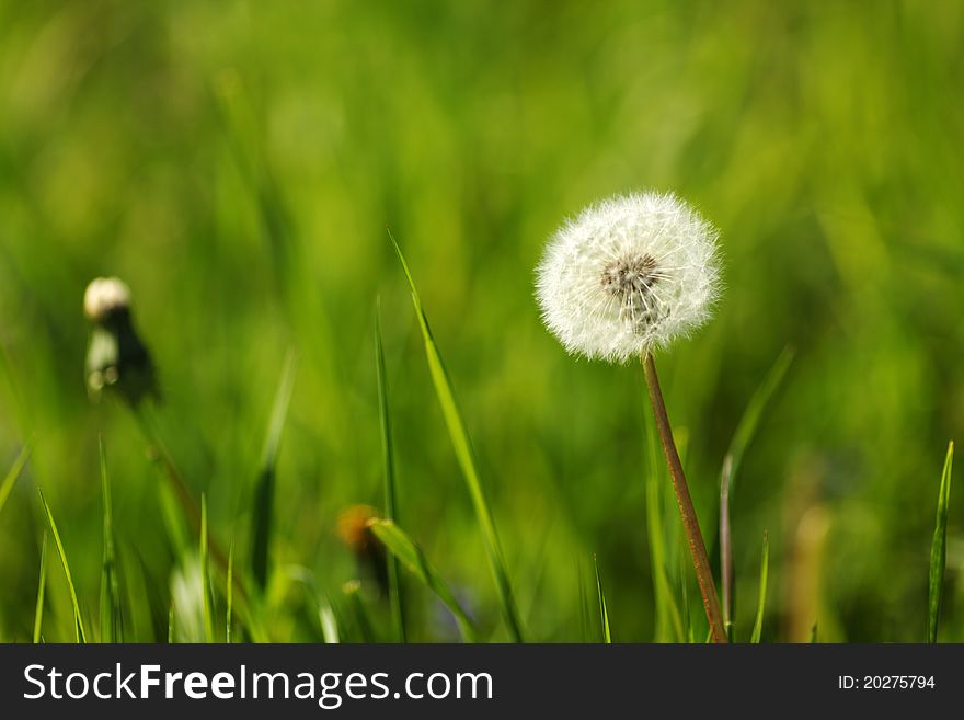 Dandelion Macro