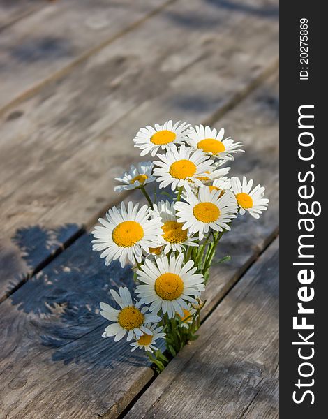 Bouquet of daisies