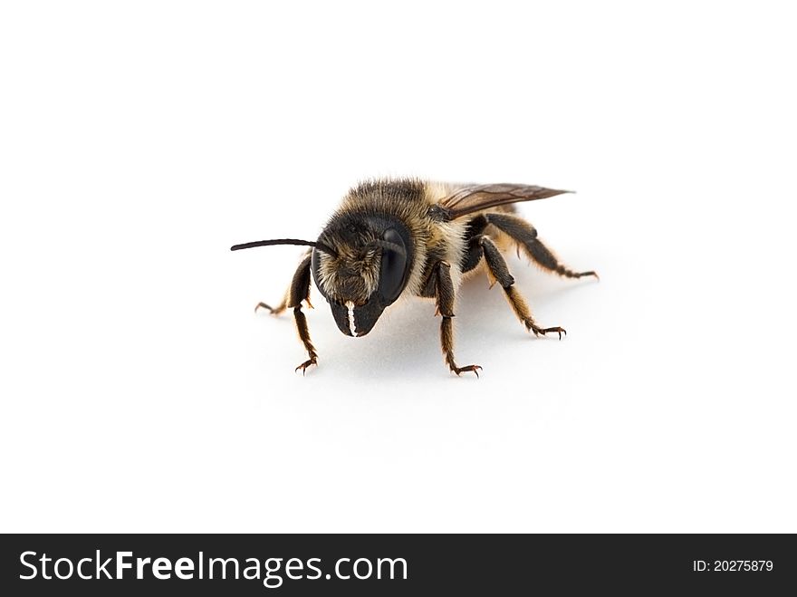 Honeybee against a white background