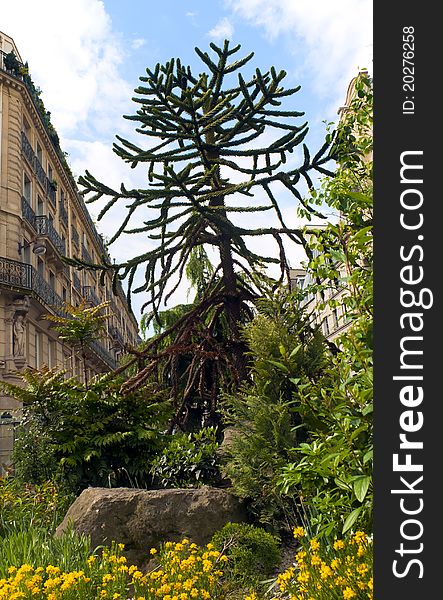 Decorative Fir  Tree In A Street Of Paris