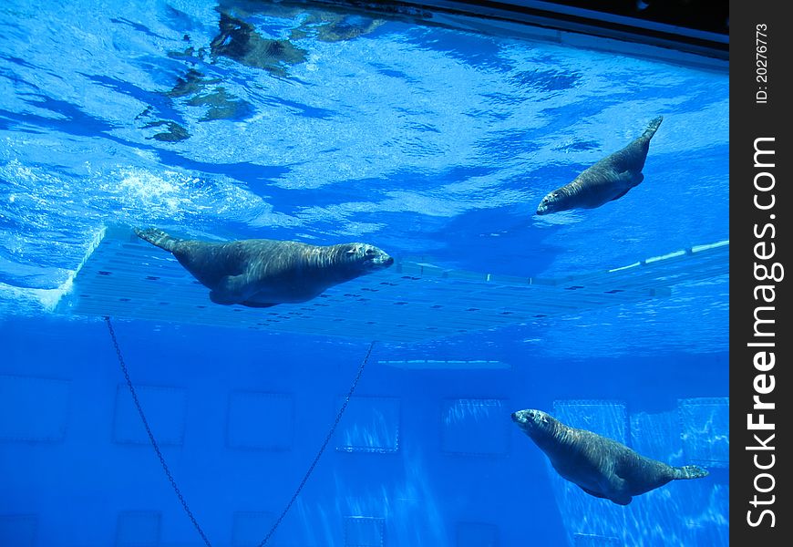 Marine seals diving in the clear water of the pool bottom