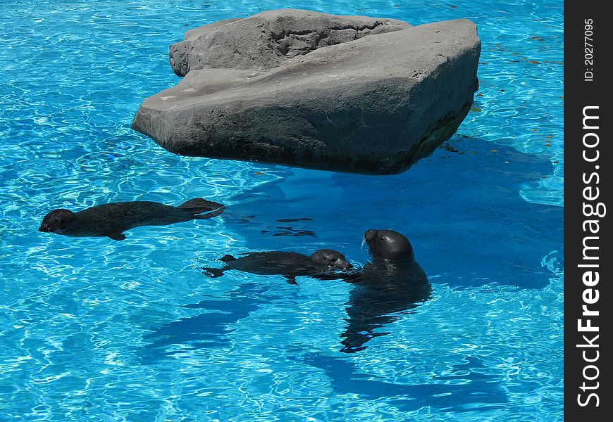 Marine seals swimming in clear blue water
