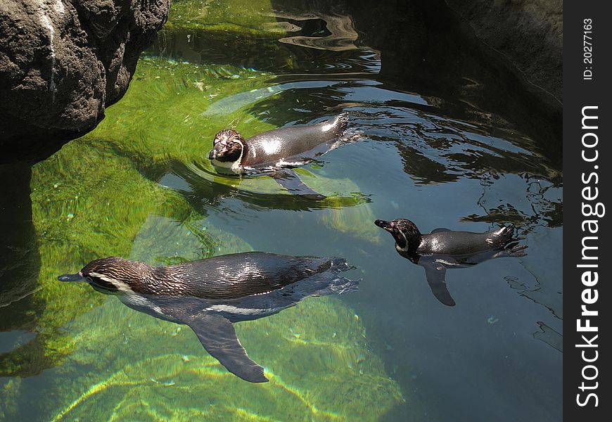 Penguins swimming in the green water of the river