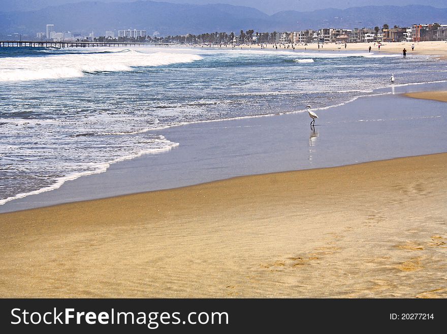 A white egret is seen at the edge of the ocean on a sandy beach near a line of beach houses.