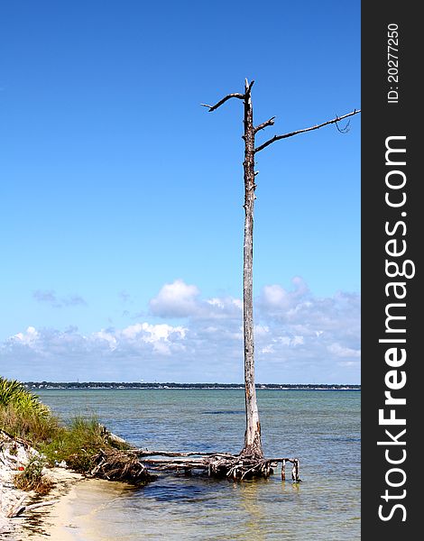 Remains of a tree in the edge of the water in the intracoastal waterway of Florida's Gulf Coast. Remains of a tree in the edge of the water in the intracoastal waterway of Florida's Gulf Coast