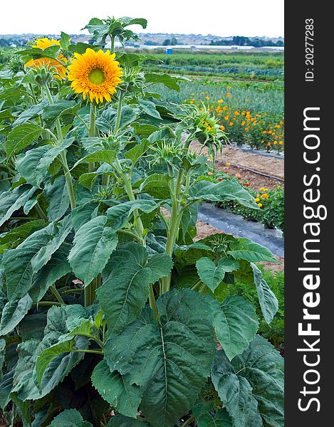 Sunflower dominating the farm scene