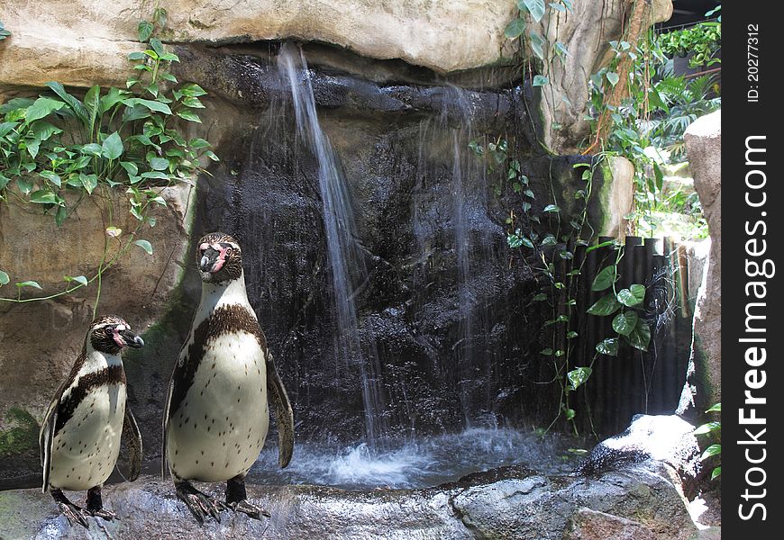 Penguins cool in the water of a waterfall