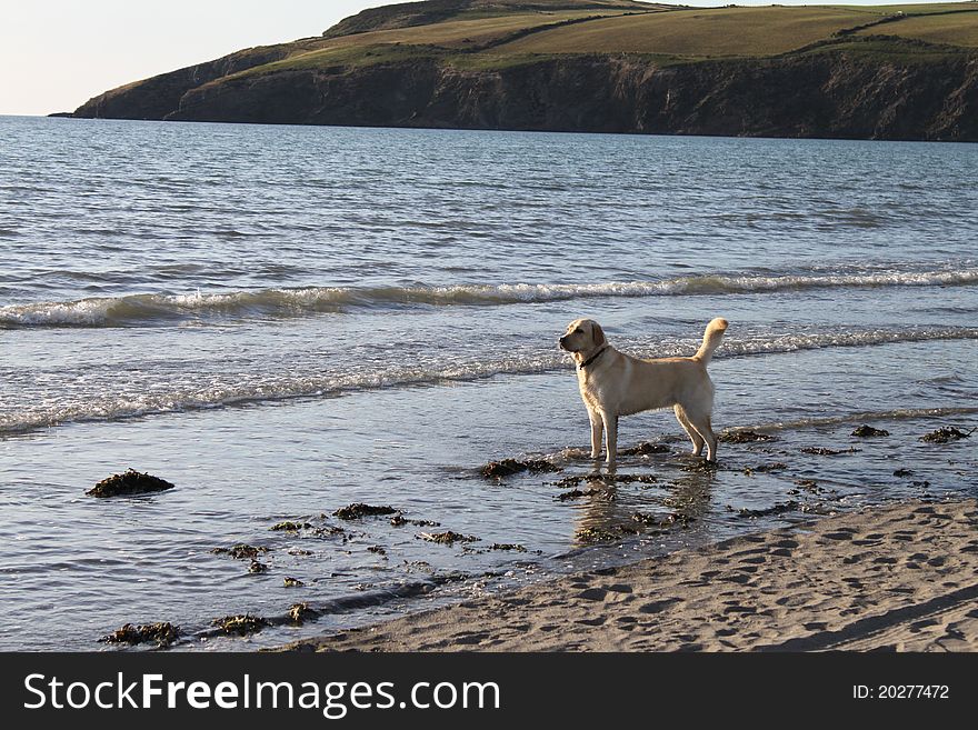 Labrador puppy visiting the sea. Labrador puppy visiting the sea.