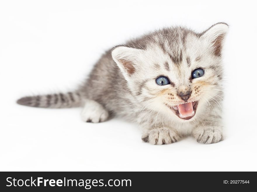 Cute young kitten on white background. Cute young kitten on white background