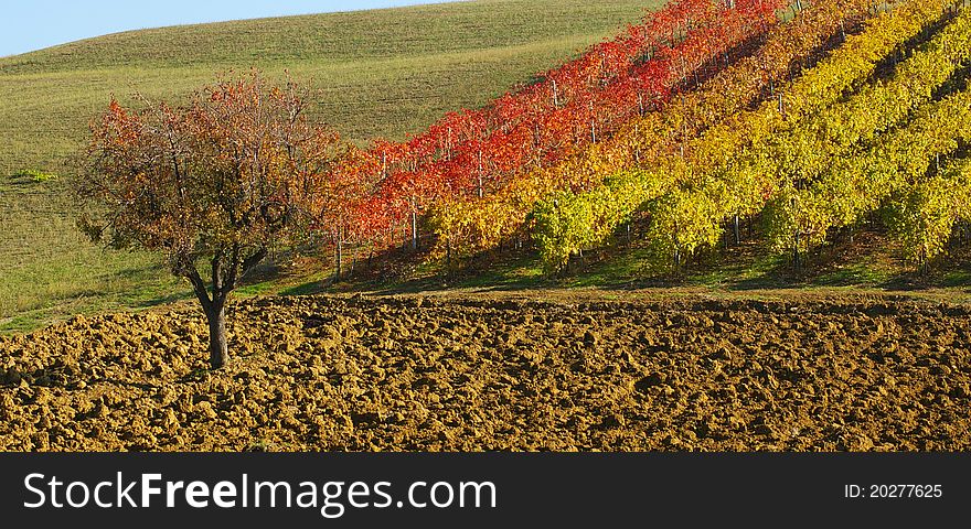Vine in autumn, close to Castelvetro, Italy