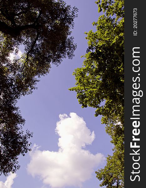 Summer clouds and tree forms background