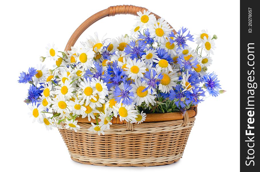 Beautiful flowers in basket isolated on white. Beautiful flowers in basket isolated on white