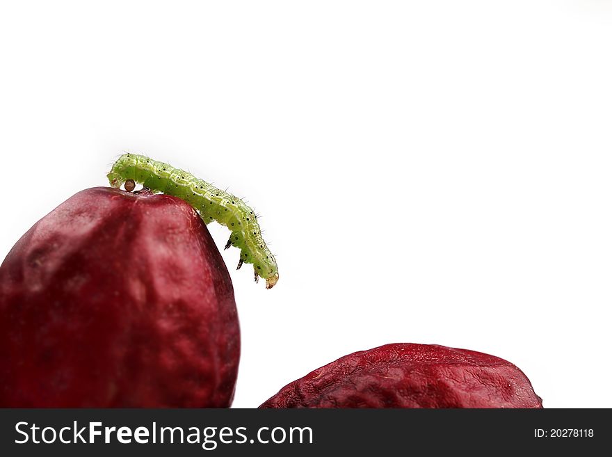 Green caterpillar on date fruit isolated on white. Green caterpillar on date fruit isolated on white