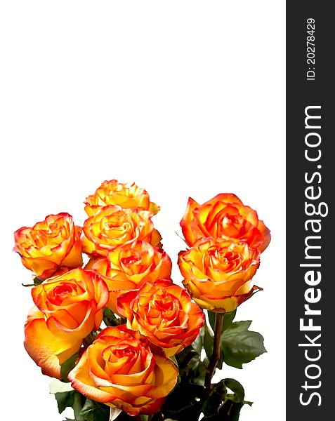 Yellow with red roses isolated on white. Yellow with red roses isolated on white