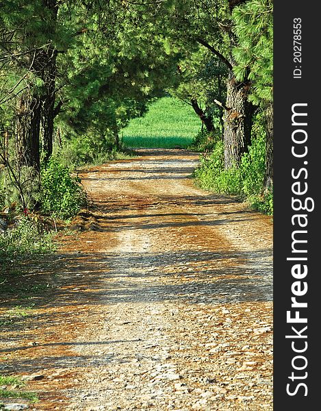 Path through green forest