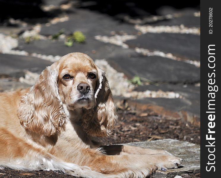 Buff Colored Cocker Spaniel