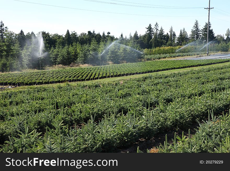 Tree farm, Oregon.
