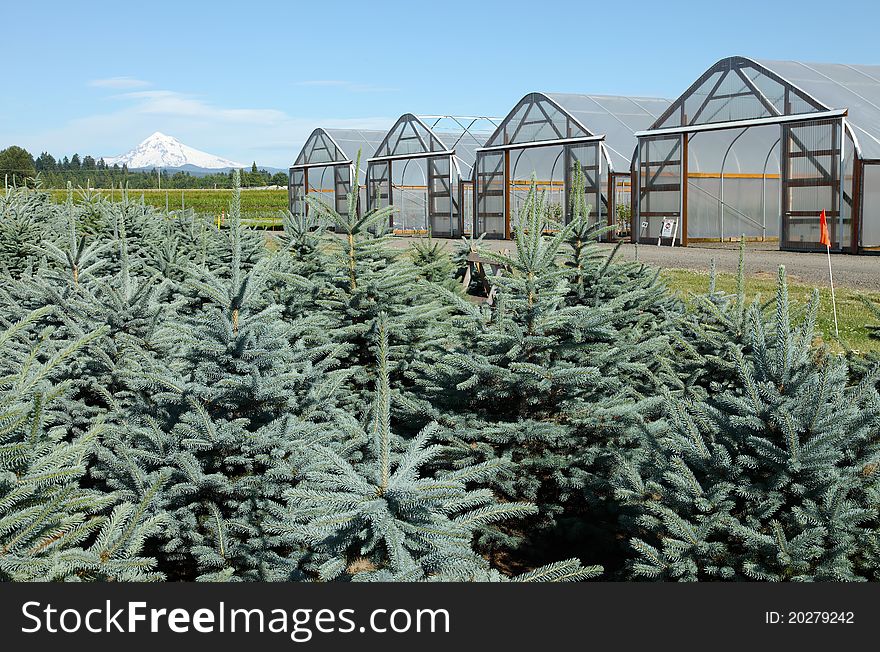 Greenhouse Plant Nursery, Oregon