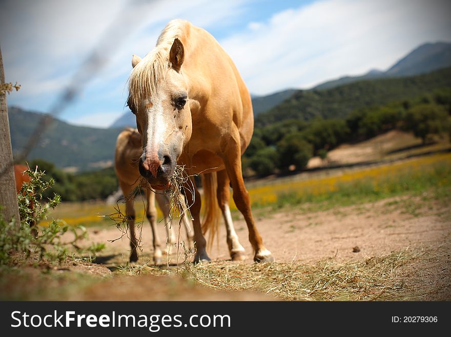 Horse chewing on the pasture