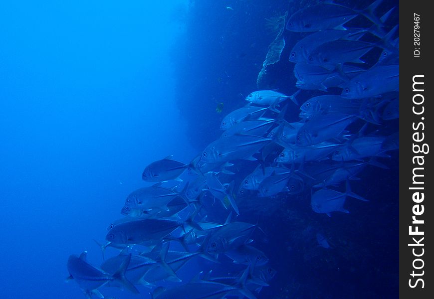 Mackerel swarm at cabilao island, philippines