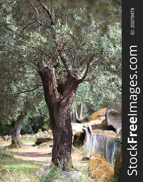 Old olive tree with bushy branches