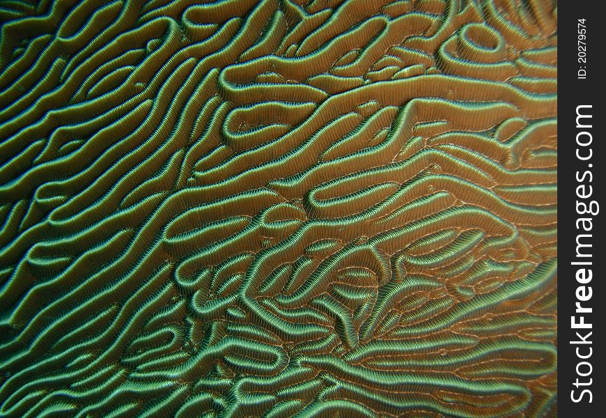 Ridges and valleys, coral structure macro. Ridges and valleys, coral structure macro