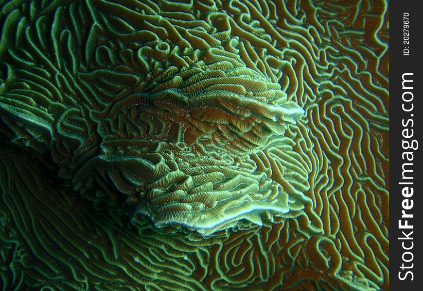 Hardcoral Structure