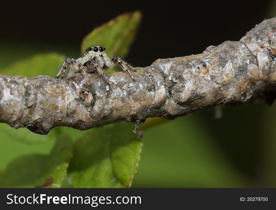 Zebra Jumping Spider.