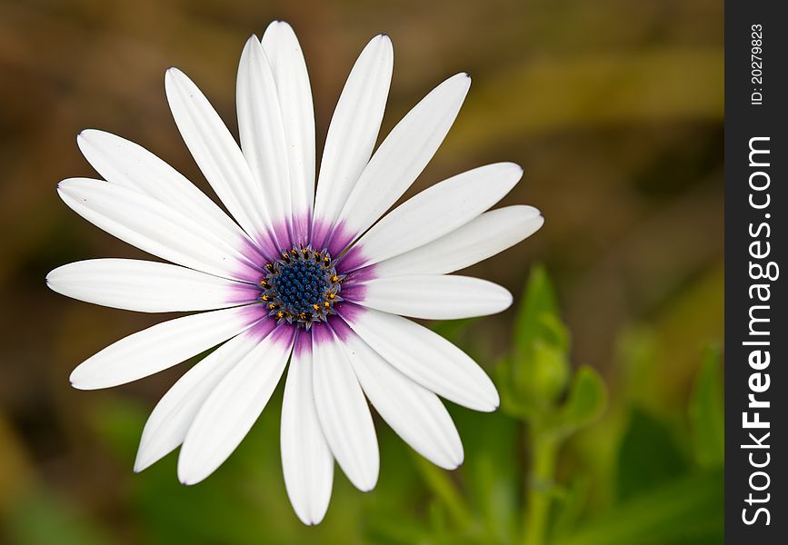 Close up shot of a purple hearted white daisy.