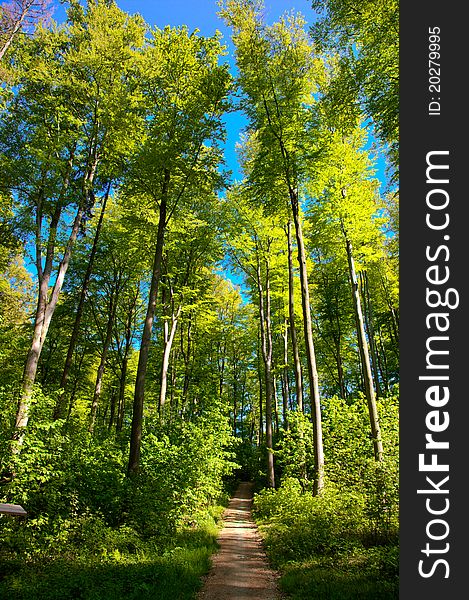 Beech forest in autumn time