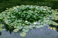 Duckweed And Water Lily Royalty Free Stock Photo