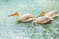 White Pelicans Wading In A Pond Royalty Free Stock Photography White Pelicans Wading In A Pond Royalty Free Stock Photography
