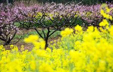 Pink Peach Flowers With Yellow Oilseed Rape Blosso Royalty Free Stock Photo Pink Peach Flowers With Yellow Oilseed Rape Blosso Royalty Free Stock Photo