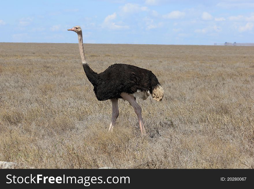 Wild ostrich in Serengeti plains