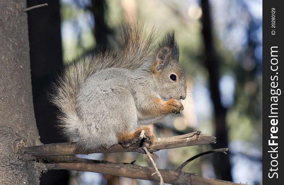 The squirrel on a tree branch gnaws a nut.