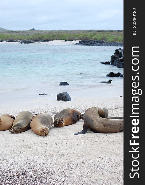 Galapagos sea lions relaxing on the beach