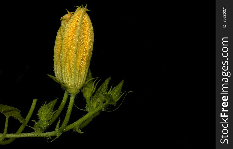 Isolated pumpkin flower, black background.