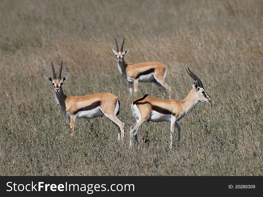 Gazelle Thomsons in Serengeti plains