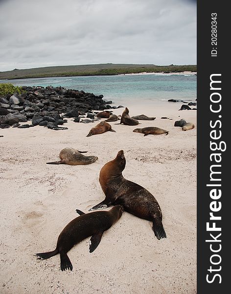 Galapagos sea lions relaxing on the beach