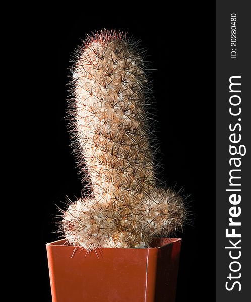 Cactus in pot isolated on black