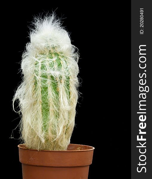 Cactus in pot isolated on black