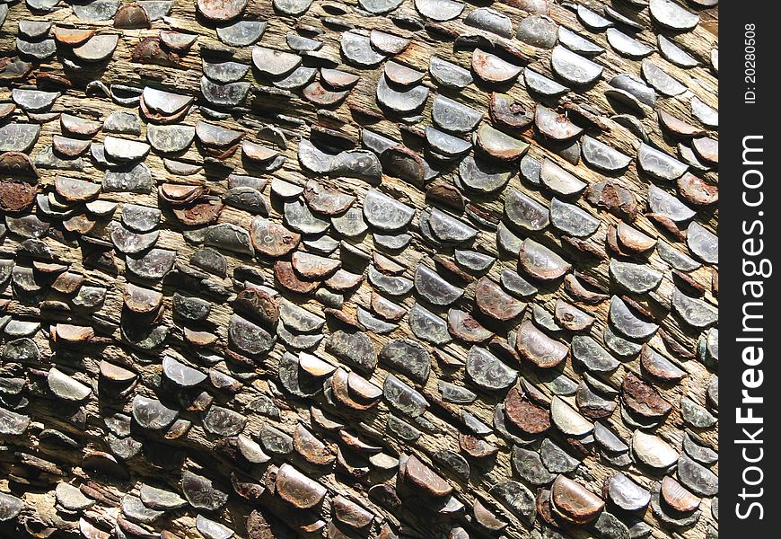 Different coinage embedded into a tree log. Different coinage embedded into a tree log