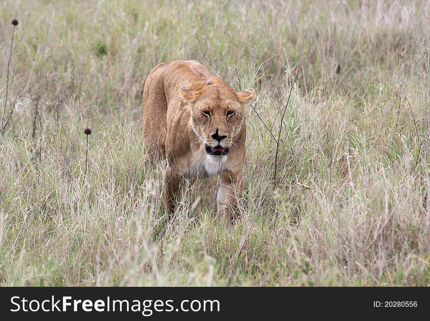 Lion lady hunting in Serengeti. Lion lady hunting in Serengeti