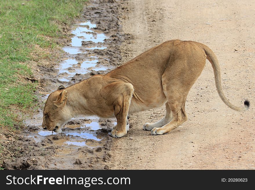 Lion lady drinking water in Serengeti