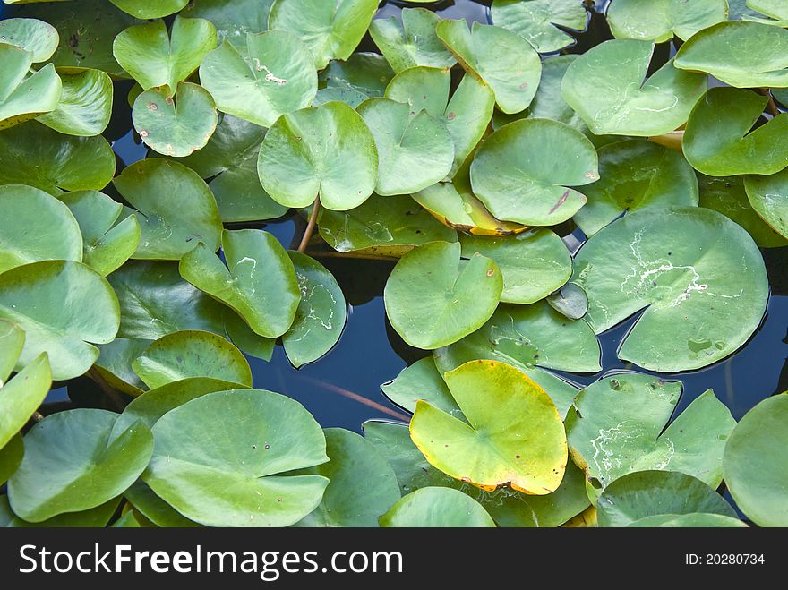 Small, green lotus leaves in the pool