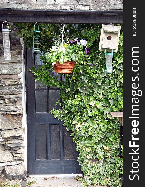 Partly covered door of old cottage with ivy. Partly covered door of old cottage with ivy