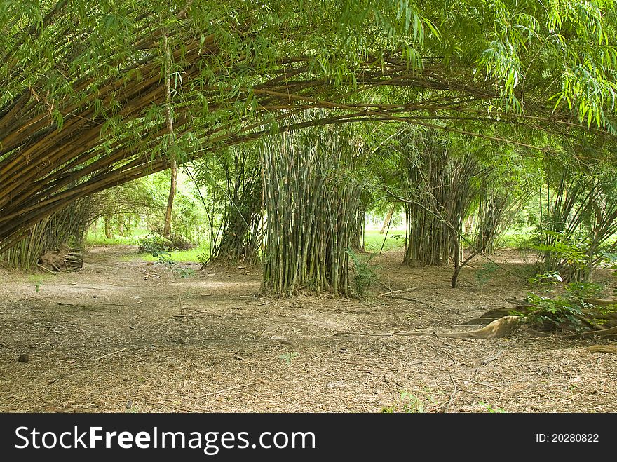 Bamboo forest in a quiet garden. Perfect for sitting meditation, Buddhist Monthon Thailand