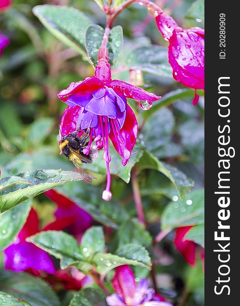 Fuhsia flower with a bee searching for nectar and transporting pollen. Fuhsia flower with a bee searching for nectar and transporting pollen
