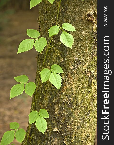 Weed-pointed green leaves with large trees and vines. Weed-pointed green leaves with large trees and vines.